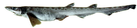 Galeus melastomus_04.jpg